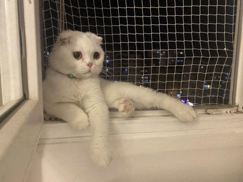 1.5 yaşında yakışıklı scottish fold oğlumu veriyorum