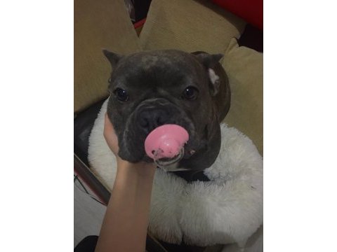 Blue tan french bulldog kızım yeni yuvasını arıyor