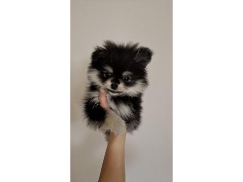 Gerçek prens ve prenses pomeranian