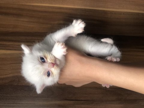 Sevimli british shorthair 40 günlük
