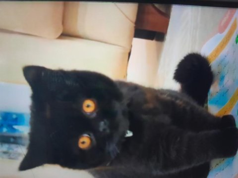 British shorthair kehribar renkli gözlü
