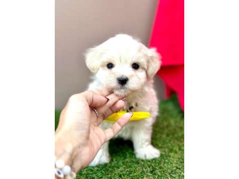 Safkan maltese terrier