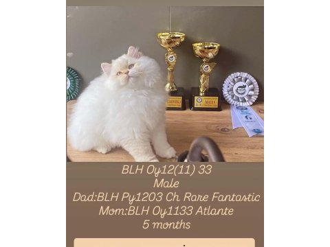Baba ulusal şampiyon oy1133 cinnemon british longhair