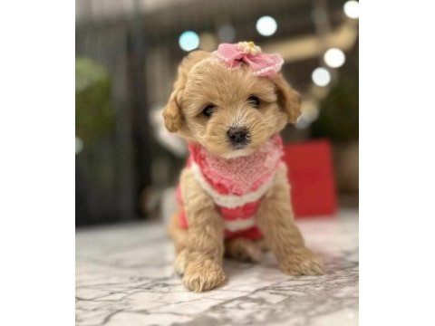 Maltipoo yavrular