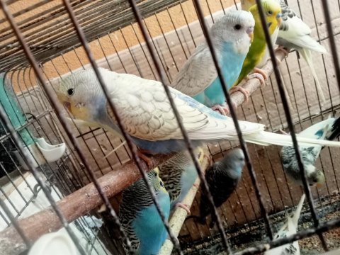 Yavru + yetişkin muhabbet kuşları isteyene toptan