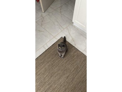 4 yaşında scottish fold (kısırlaştırılmış)
