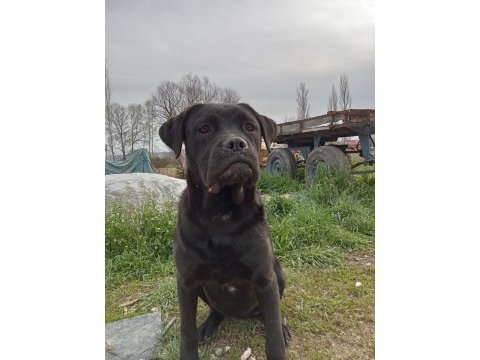 6 aylık dişi cane corso acil uygun fiyat