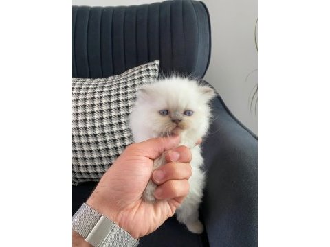 British bluepoint longhair erkek yavru