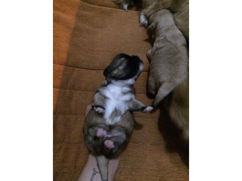 0-3 aylık küçük ırk tibet spaniel