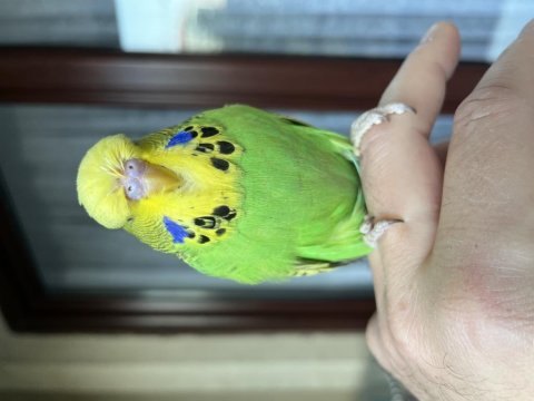 3 aylık orjinal erkek show jumbo muhabbet kuşu yavru