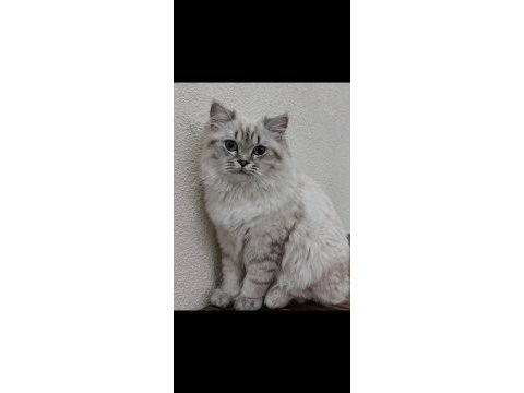 1.5 yaşında british longhair ücretsiz