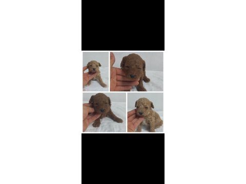 45 gunluk toy poodle yavrular