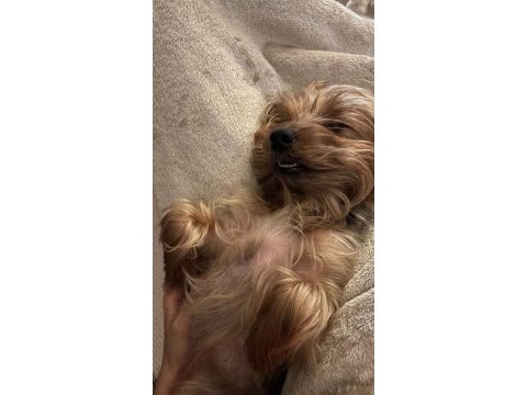 Yorkshire terrier seyahat yüzünden sahiplendirme