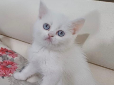 Yeni yuvasına hazır yavru kedimiz