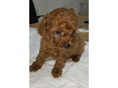 Toy poodle yavrular