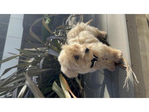 Yavru köpeğimi sahiplendirmek istiyorum maltipoo