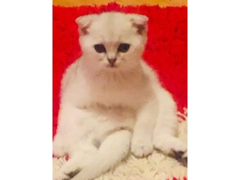 Pamuk kızımın pamuk british bebekleri ailelerini bekliyor