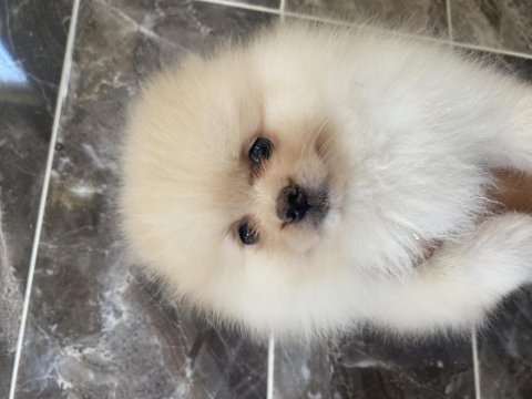 Orjinal ayı surat pomeranian boo yavrular