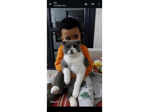 Güzel kedimize acil yeni sahip arıyoruz