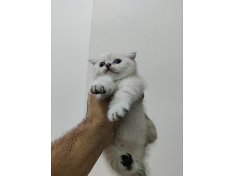 2 aylık scottish fold bluepoint yavruları