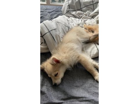 Pomeranian yavrular