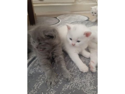 Yavru british longhair