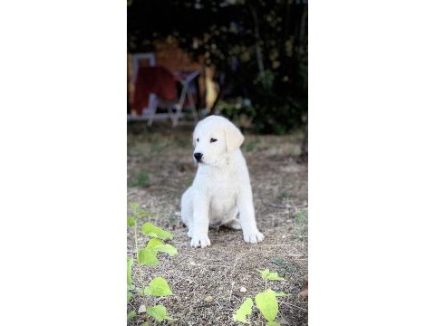 Akbaş çoban köpeği