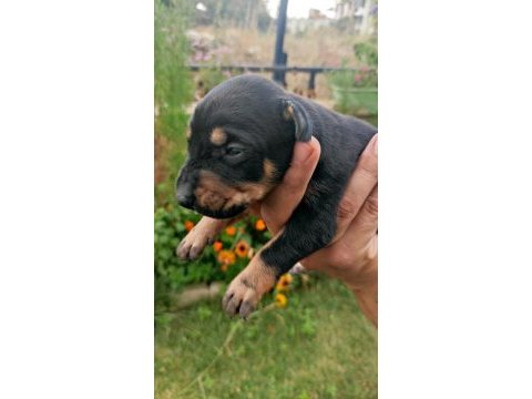 Irk garantili doberman