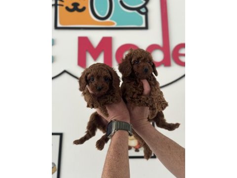 Petmode köpek çifrliğinden kore toy poodle yavrular