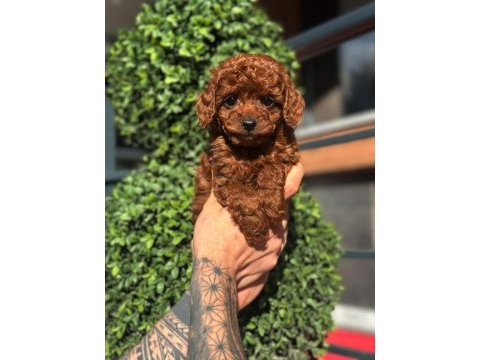 Orjinal kore kan poodle yavrularımız
