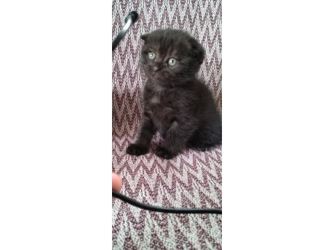 Siyah scottish fold dişi yavru