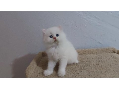 By33 british longhair erkek