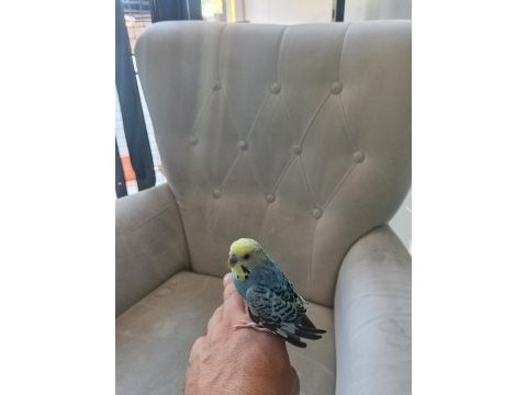 3 aylık çok tatlı kafesiyle beraber kuşumuz