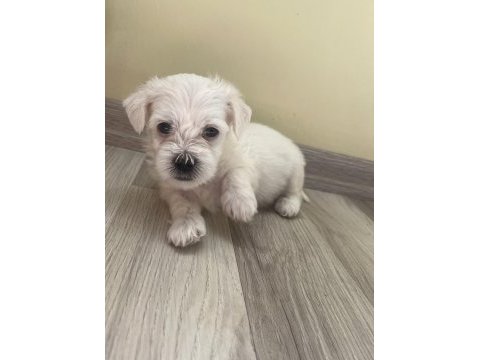 Aradığın dostun burada maltese terrier