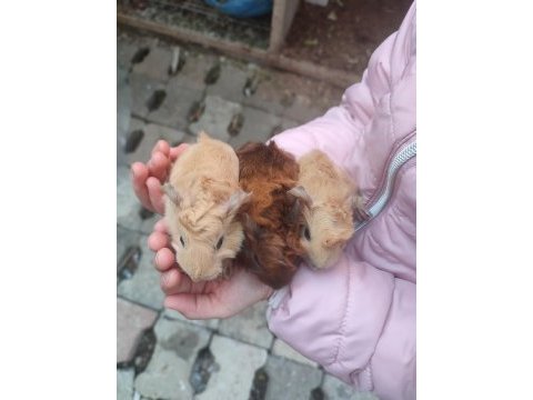Peruvan yavrularım guinea pig