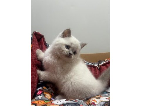 Blue point british shorthair