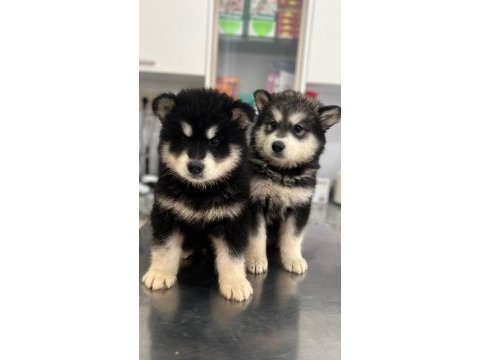Alaska kurdu ( malamut ) yavruları