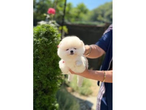Ankaranın tek pet danışmanlığı 
