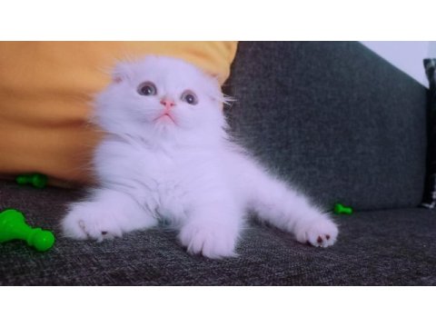 İstanbul içinde ulaşımını sağlıyorum british longhair