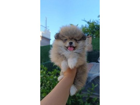 Pomeranian boo yavruları