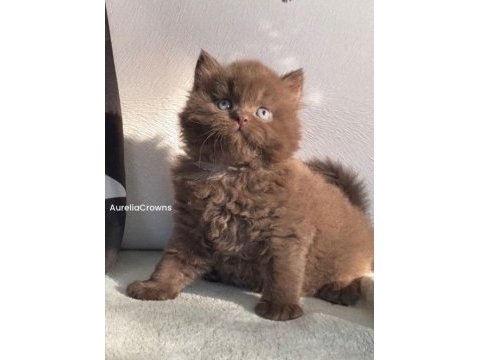 Safkan british chocolatte fawn bebişlerimiz