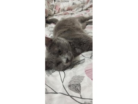 British shorthair 6-7 aylık