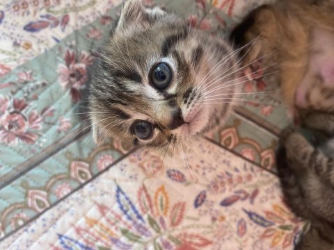 Yavru kırık kulak scottish fold
