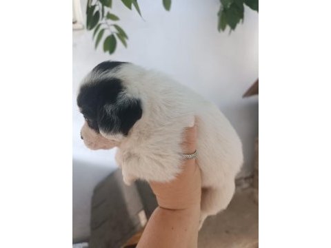 Terrier 30 günlük yavrularımız