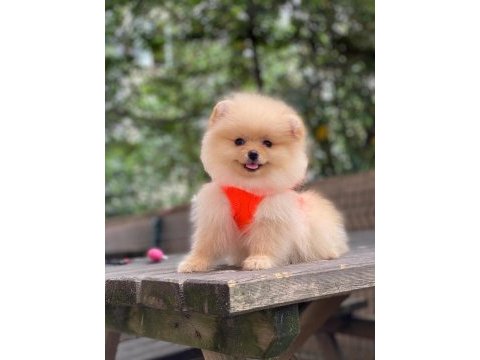 Blacks petshop garantisiyle üst düzey pomeranian boo