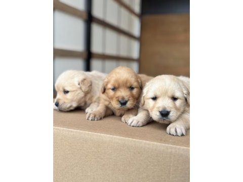 Bebek surat golden retriever yavrular sakarya