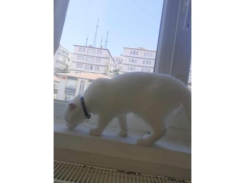 Acil uyguna kar beyazı pamuk scottish fold