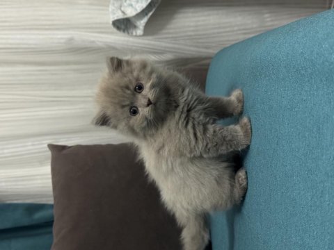 Kendi yavrularımız lilac ve gri renk british shorthair