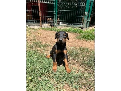 King bebeklerde son iki yavru doberman