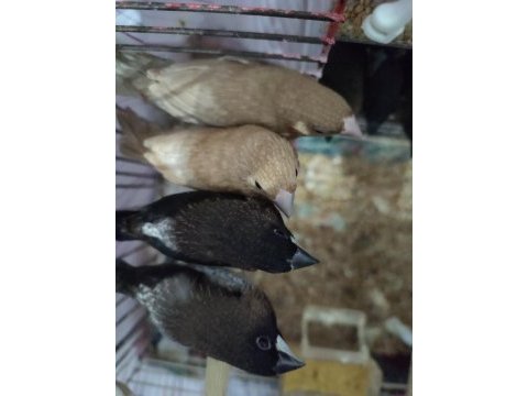 Yavru bengal ispinozlar